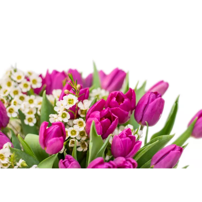 Bouquet of purple tulips